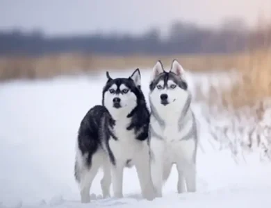 عکس سگ هاسکی سفید و اصیل