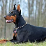 معرفی نژاد سگ دوبرمن اصیل